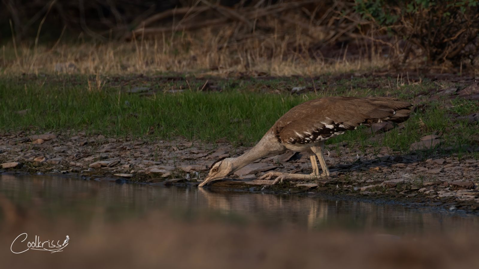 The Last Bustard of Rollapadu